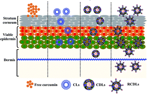 delivery transdermal liposome peptide curcumin nano drug liposomes conjugated penetrating carbon generation dot cell rsc retracted pubs