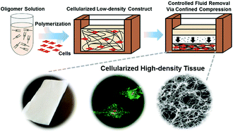 Graphical abstract: Acellular and cellular high-density, collagen-fibril constructs with suprafibrillar organization