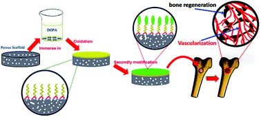 Graphical abstract: Surface modification of strontium-doped porous bioactive ceramic scaffolds via poly(DOPA) coating and immobilizing silk fibroin for excellent angiogenic and osteogenic properties