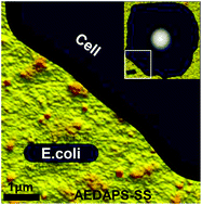 Graphical abstract: Cell resistant zwitterionic polyelectrolyte coating promotes bacterial attachment: an adhesion contradiction