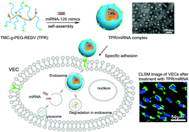 Graphical abstract: Targeted delivery of microRNA-126 to vascular endothelial cells via REDV peptide modified PEG-trimethyl chitosan