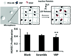 Graphical abstract: Regulating VEGF signaling in platelet concentrates via specific VEGF sequestering