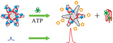 Graphical abstract: Label-free signal-on ATP aptasensor based on the remarkable quenching of tris(2,2′-bipyridine)ruthenium(ii) electrochemiluminescence by single-walled carbon nanohorn