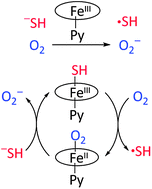 Graphical abstract: Reaction between a haemoglobin model compound and hydrosulphide in aqueous solution