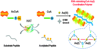 Graphical abstract: Nucleic acid-mimicking coordination polymer for label-free fluorescent activity assay of histone acetyltransferases