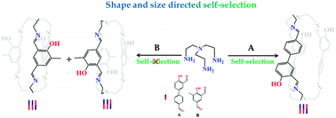 Graphical abstract: Shape and size directed self-selection in organic cage formation