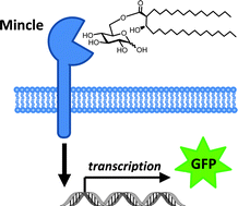 Graphical abstract: Corynomycolic acid-containing glycolipids signal through the pattern recognition receptor Mincle