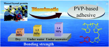 Graphical abstract: A mussel-inspired adhesive with stronger bonding strength under underwater conditions than under dry conditions