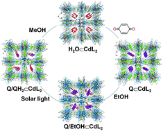 Graphical abstract: p-Benzoquinone adsorption–separation, sensing and its photoinduced transformation within a robust Cd(ii)-MOF in a SC–SC fashion