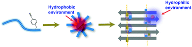 Graphical abstract: Site-specific dynamics of amyloid formation and fibrillar configuration of Aβ1–23 using an unnatural amino acid