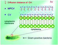 Graphical abstract: A bivalent cationic dye enabling selective photo-inactivation against Gram-negative bacteria