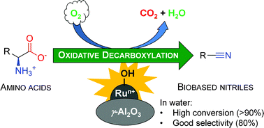Graphical abstract: Ruthenium-catalyzed aerobic oxidative decarboxylation of amino acids: a green, zero-waste route to biobased nitriles