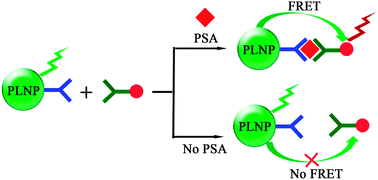 Graphical abstract: Bioconjugated persistent luminescence nanoparticles for Föster resonance energy transfer immunoassay of prostate specific antigen in serum and cell extracts without in situ excitation