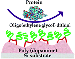 Graphical abstract: Dithiol-based modification of poly(dopamine): enabling protein resistance via short-chain ethylene oxide oligomers