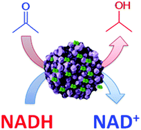 Graphical abstract: Selective biomineralization of Co3(PO4)2-sponges triggered by His-tagged proteins: efficient heterogeneous biocatalysts for redox processes