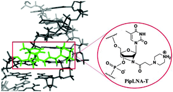 Graphical abstract: Oligonucleotides containing a piperazino-modified 2′-amino-LNA monomer exhibit very high duplex stability and remarkable nuclease resistance