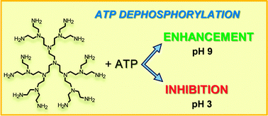 Graphical abstract: ATP dephosphorylation can be either enhanced or inhibited by pH-controlled interaction with a dendrimer molecule