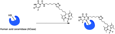 Graphical abstract: Development of an acid ceramidase activity-based probe