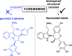 Graphical abstract: Bioinspired total synthesis and structural revision of yuremamine, an alkaloid from the entheogenic plant Mimosa tenuiflora