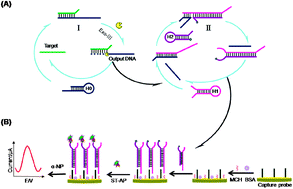 Graphical abstract: A new mode for highly sensitive and specific detection of DNA based on exonuclease III-assisted target recycling amplification and mismatched catalytic hairpin assembly