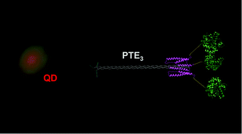 Graphical abstract: Quantum dot display enhances activity of a phosphotriesterase trimer