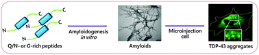 Graphical abstract: Characterization and real-time imaging of the FTLD-related protein aggregation induced by amyloidogenic peptides