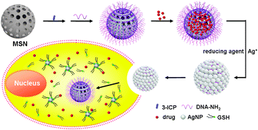 Graphical abstract: DNA-templated in situ growth of silver nanoparticles on mesoporous silica nanospheres for smart intracellular GSH-controlled release