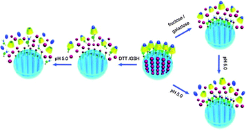 Graphical abstract: Combination drug release of smart cyclodextrin-gated mesoporous silica nanovehicles