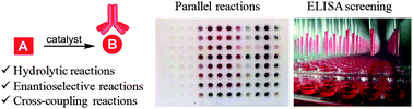 Graphical abstract: Enzyme immunoassays as screening tools for catalysts and reaction discovery