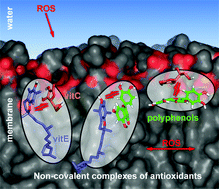 Graphical abstract: Synergism of antioxidant action of vitamins E, C and quercetin is related to formation of molecular associations in biomembranes