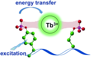 Graphical abstract: Selective detection of tyrosine-containing proximally phosphorylated motifs using an antenna-free Tb3+ luminescent sensor