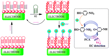 Graphical abstract: Scaling up an electrochemical signal with a catalytic hairpin assembly coupling nanocatalyst label for DNA detection