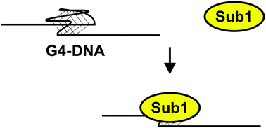 Graphical abstract: Yeast transcription co-activator Sub1 and its human homolog PC4 preferentially bind to G-quadruplex DNA
