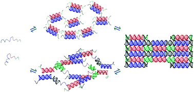 Graphical abstract: Mechanism of DNA assembly as revealed by energy barriers