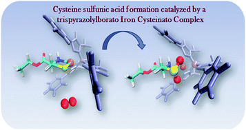 Graphical abstract: A trispyrazolylborato iron cysteinato complex efficiently mimics the cysteine dioxygenation process: mechanistic insights