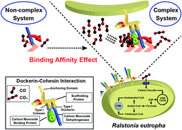 Graphical abstract: Efficient biological conversion of carbon monoxide (CO) to carbon dioxide (CO2) and for utilization in bioplastic production by Ralstonia eutropha through the display of an enzyme complex on the cell surface