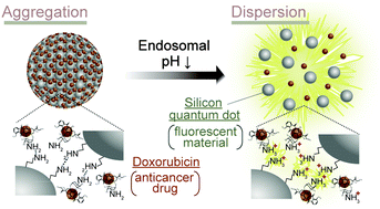 Graphical abstract: Aggregates of silicon quantum dots as a drug carrier: selective intracellular drug release based on pH-responsive aggregation/dispersion