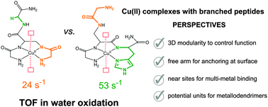 Graphical abstract: Electrocatalytic water oxidation by CuII complexes with branched peptides