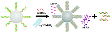 Graphical abstract: DNA-templated in situ growth of AgNPs on SWNTs: a new approach for highly sensitive SERS assay of microRNA