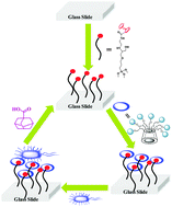 Graphical abstract: Supramolecular scaffolds on glass slides as sugar based rewritable sensors for bacteria