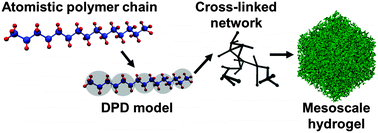 Graphical abstract: Mesoscale modelling of environmentally responsive hydrogels: emerging applications