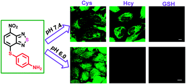 Graphical abstract: An aryl-thioether substituted nitrobenzothiadiazole probe for the selective detection of cysteine and homocysteine