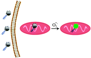 Graphical abstract: A mitochondrion targeting fluorescent probe for imaging of intracellular superoxide radicals