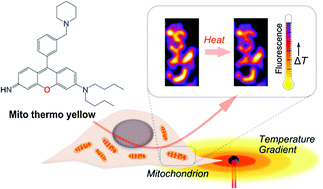 Graphical abstract: Mitochondria-targeted fluorescent thermometer monitors intracellular temperature gradient