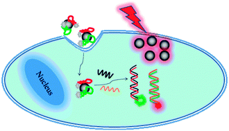 Graphical abstract: Polypyrrole nanoprobes with low non-specific protein adsorption for intracellular mRNA detection and photothermal therapy