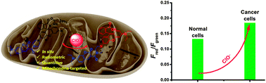 Graphical abstract: A ratiometric fluorescent probe for in situ quantification of basal mitochondrial hypochlorite in cancer cells