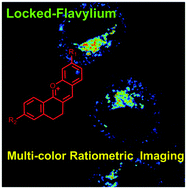 Graphical abstract: Locked-flavylium fluorescent dyes with tunable emission wavelengths based on intramolecular charge transfer for multi-color ratiometric fluorescence imaging