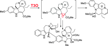 Graphical abstract: Discovery of a P450-catalyzed step in vindoline biosynthesis: a link between the aspidosperma and eburnamine alkaloids