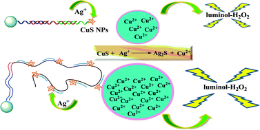 Graphical abstract: Chemiluminescence detection of DNA/microRNA based on cation-exchange of CuS nanoparticles and rolling circle amplification