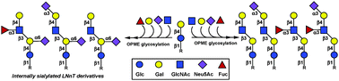 Graphical abstract: Sequential one-pot multienzyme (OPME) synthesis of lacto-N-neotetraose and its sialyl and fucosyl derivatives